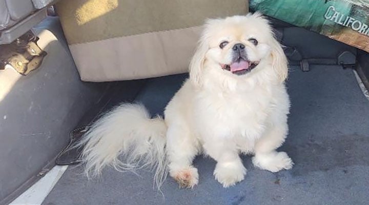 Public Storage employee adopted, Milo, a white Pekingese from a local shelter